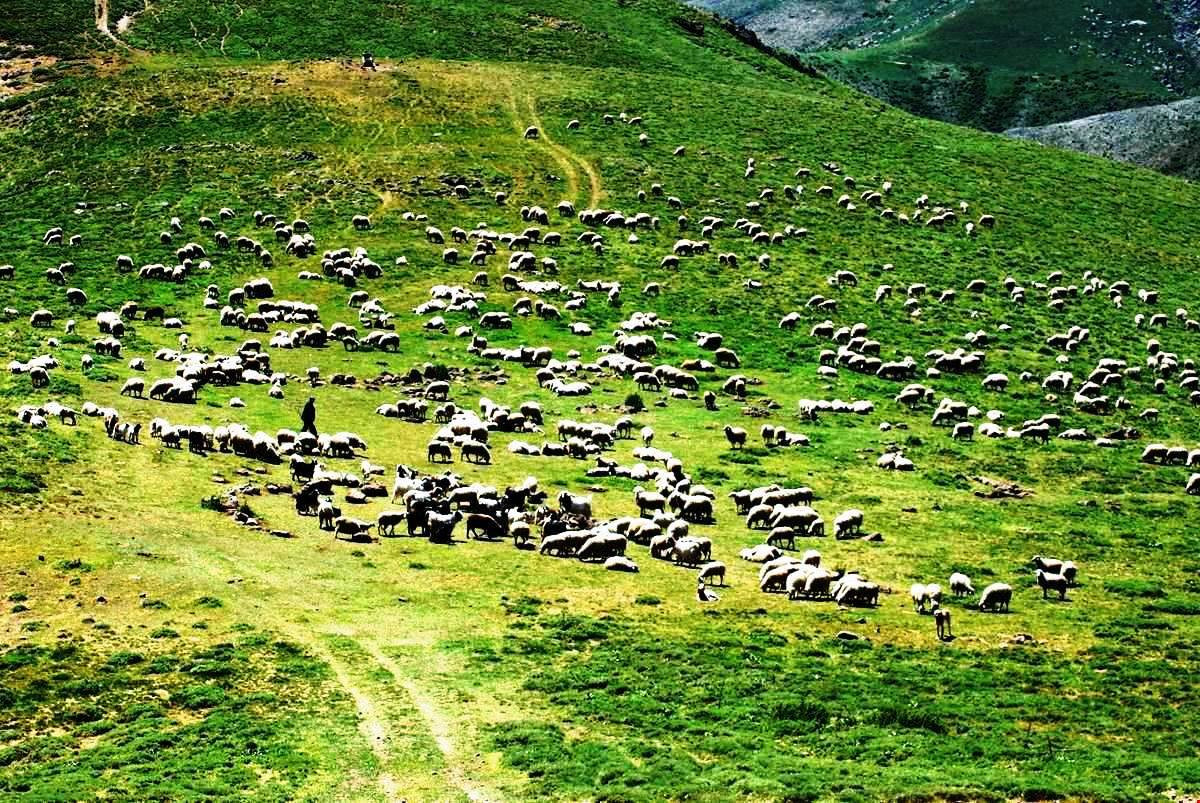 12 bin yıldır hayvancılık yapılan Anadolu coğrafyası nasıl ithal Afgan çobana muhtaç hale getirildi?