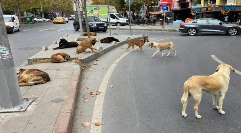 AFYONKARAHİSAR VAHŞETİ! KÖPEKLERE İTLAF EMRİ....