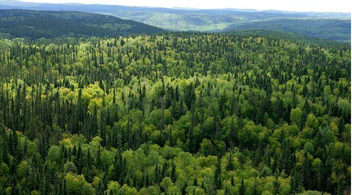 Kuzey Marmara Otoyolu’nun Çevresindeki Alanlar Orman Dışında Çıkarıldı