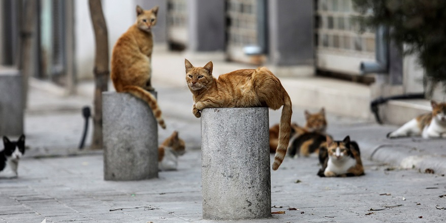 ŞİŞLİDE KEDİLER KAYBOLUYOR 